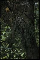 Psilotum nudum