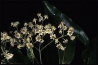 Ocotea comoriensis