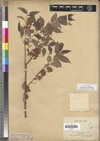 Isotype of Microsteira curtisii Baker [family MALPIGHIACEAE]