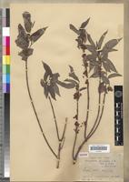 Isosyntype of Microsteira glaucifolia Arènes [family MALPIGHIACEAE]