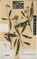 Holotype of Vernonia alleizettei Humbert var. rienanensis Humbert [family ASTERACEAE]