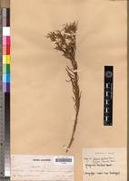 Isotype of Geigeria zeyheri Harv. [family ASTERACEAE]