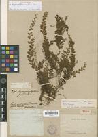 Holotype of Hymenophyllum capillare Desv. [family PTERIDOPHYTA]