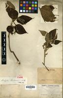 Holotype of Acalypha pancheriana Baill. [family EUPHORBIACEAE]