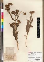 Type of Veslingia scabra Vis. [family ASTERACEAE]