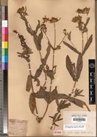 Syntype of Guizotia schultzii Sch. Bip. [family ASTERACEAE]