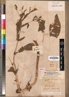 Isotype of Guizotia schimperi Sch.Bip. [family ASTERACEAE]