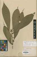 Syntype of Acalypha cuneata Poepp. [family EUPHORBIACEAE]