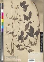 Holotype of Clematis welwitschii O.Kuntze [family RANUNCULACEAE]