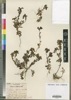 Holotype of Linaria bipartita Willd. var. litorea Maire [family SCROPHULARIACEAE]
