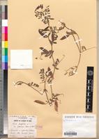 Holotype of Vicia peregrina L. var. cyrenaca Maire & Weiller [family FABACEAE-PAPILIONOIDEAE]