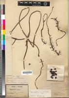 Isotype of Dioscoreophyllum jollyanum Pierre [family MENISPERMACEAE]