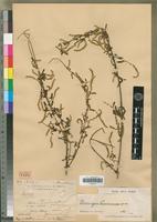 Holotype of Deeringia perrieriana Cavaco [family AMARANTHACEAE]