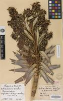 Holotype of Heterochaenia rivalsii Badré & Cadet [family CAMPANULACEAE]