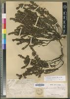 Holotype of Anthospermum perrieri Puff [family RUBIACEAE]