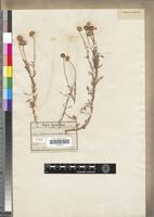 Syntype of Anthemis cyrenaica Coss. [family ASTERACEAE]