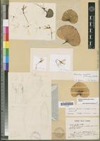 Holotype of Nervilia bathiei K.Senghas [family ORCHIDACEAE]