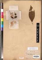 Isotype of Ficus botryoides Baker [family MORACEAE]