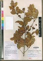 Isotype of Scolopia maoulidae Hul, Labat & O.Pascal [family FLACOURTIACEAE]