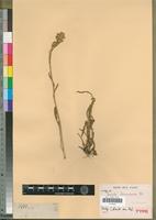 Isotype of Senecio hieracioides DC. [family ASTERACEAE]