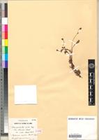 Holotype of Poterium crispum Pomel [family ROSACEAE]
