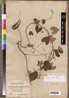 Isotype of Daemia caudata Vierh. [family ASCLEPIADACEAE]