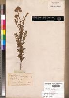 Isotype of Nidorella pinnatilobata DC. [family ASTERACEAE]