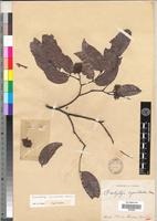 Isotype of Brachystegia cynometroides Harms [family FABACEAE-CAESALPINIOIDEAE]