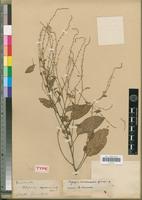 Holotype of Lagrezia comorensis Cavaco [family AMARANTHACEAE]