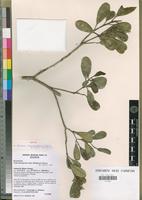 Isotype of Ivodea choungiensis Labat, M.Pignal & O.Pascal [family RUTACEAE]
