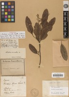 Syntype of Arytera arcuata Radlk. [family SAPINDACEAE]