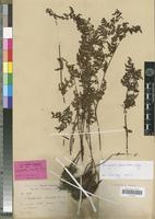 Holotype of Cheilanthes brandtii Franch. & Sav. [family PTERIDOPHYTA]