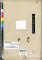 Holotype of Ourisia biflora Wedd. [family SCROPHULARIACEAE]