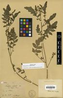 Isotype of Nasturtium palustre DC. var. longipes Franch. [family BRASSICACEAE]