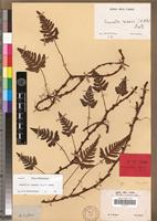 Isotype of Adiantum repens L.f. [family PTERIDOPHYTA]