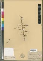 Isosyntype of Lycium echinatum Dunal [family SOLANACEAE]
