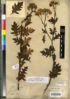 Filed as Solanum pinnatum Cav. [family SOLANACEAE]