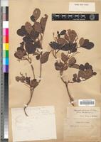 Type of Allophylus africanus Beauv. [family SAPINDACEAE]