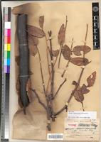 Type of Cassia aubrevillei Pellegr. [family FABACEAE-CAESALPINIOIDEAE]