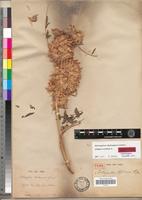 Type of Astragalus africanus Bunge [family FABACEAE-PAPILIONOIDEAE]