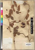 Type of Capparis venenata Schinz [family CAPPARIDACEAE]