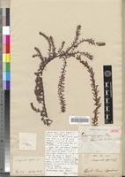 Clonotype of Laurembergia repens Berg. [family HALORAGACEAE]