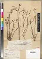 Type of Linum austriacum L. subsp. gaetulus Humb. [family LINACEAE]