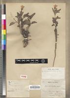 Type of Hibiscus articulatus A.Rich. [family MALVACEAE]