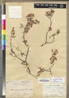 Syntype of Microsteira ambongensis Arènes [family MALPIGHIACEAE]