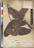 Type of Entandrophragma macrophyllum A.Chev. [family MELIACEAE]