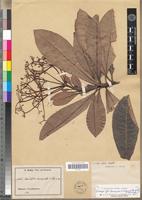 Isotype of Rauvolfia leucopoda De Wild. & Durand [family APOCYNACEAE]