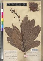 Type of Testulea gabonensis Pellegr. [family OCHNACEAE]