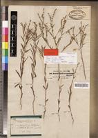 Syntype of Heliotropium cordofanum DC. [family BORAGINACEAE]