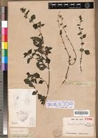 Lectotype of Droguetia ambigua Wedd. [family URTICACEAE]